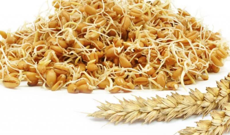 Пророщенная пшеница для оздоровления, похудения