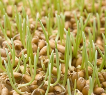 Состав пророщенной пшеницы и калорийность