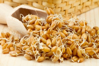 Полезные и лечебные свойства пророщенной пшеницы