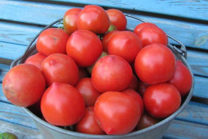 помидоры для засолки