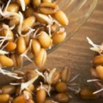 Пророщенная пшеница: польза и вред продукта, Польза и вред пророщенной пшеницы, советы врачей по использованию зерен, полезные свойства ростков и противопоказания